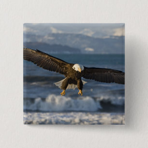 Badge Carré 5 Cm Pygargue à tête blanche, Haliaeetus leucocephalus,