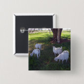 Badge Carré 5 Cm Quatre chèvres (Devant & derrière)