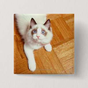 Badge Carré 5 Cm Ragdoll chat à l'étage, vue en hauteur