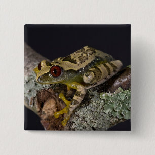 Badge Carré 5 Cm Rainette aux yeux rouges d'Afrique, Leptopelis