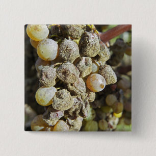 Badge Carré 5 Cm Raisins de Sémillon avec pourriture noble. au mome