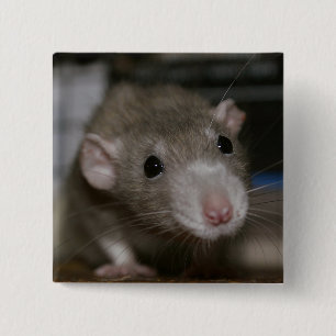 Badge Carré 5 Cm Rat curieux