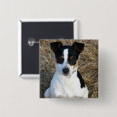 Badge Carré 5 Cm Rat Terrier (Devant & derrière)