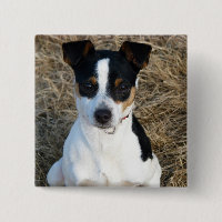 Rat Terrier