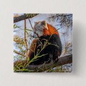 Badge Carré 5 Cm Red panda (Devant)