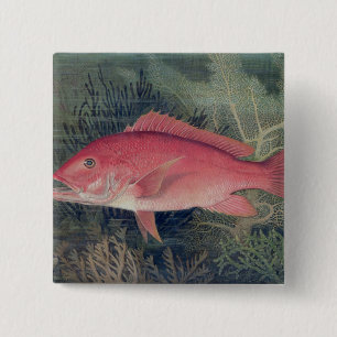 Badge Carré 5 Cm Red Snapper, de 'Game Fishes of the United State