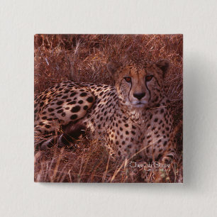 Badge Carré 5 Cm Regard du guépard
