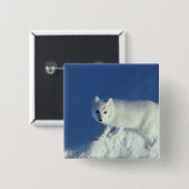 Badge Carré 5 Cm Renard arctique (Alopex lagopus) Un renard arctiqu (Devant & derrière)