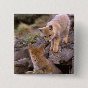 Badge Carré 5 Cm Renard gris d'Amérique du Sud (Lycalopex griseus)
