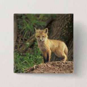 Badge Carré 5 Cm Renard roux bébé devant terrier (Vulpes vulpes)