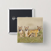 Badge Carré 5 Cm Renard roux (Vulpes macrotis) jeune au terrier, 3 (Devant & derrière)