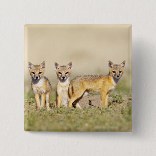 Badge Carré 5 Cm Renard roux (Vulpes macrotis) jeune au terrier, 3