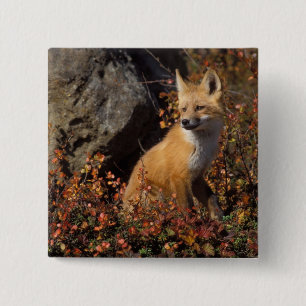 Badge Carré 5 Cm renard roux, Vulpes vulpes