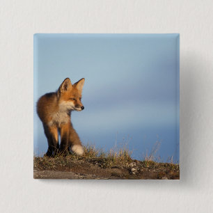 Badge Carré 5 Cm renard roux, Vulpes vulpes