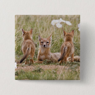 Badge Carré 5 Cm Renard swift (Vulpes velox) femelle avec des jeune