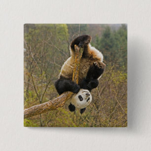 Badge Carré 5 Cm Réserve de pandas de Wolong, Chine, 2 ans 1/2