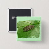 Badge Carré 5 Cm Ressort Peeper (Pseudacris crucifer) Treefrog Item (Devant & derrière)