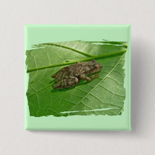 Badge Carré 5 Cm Ressort Peeper (Pseudacris crucifer) Treefrog Item