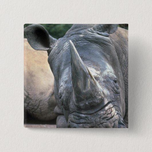 Badge Carré 5 Cm Rhinocéros blanc (Devant)