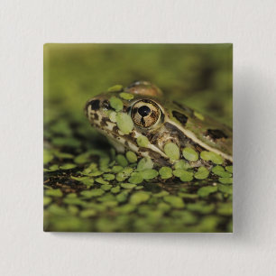 Badge Carré 5 Cm Rio Grande Leopard Frog, Rana berlandieri,