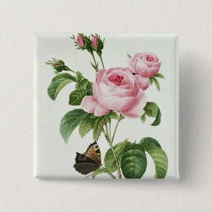 Badge Carré 5 Cm Rosa Centifolia