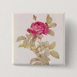 Badge Carré 5 Cm Rosa Gallica Pontiana, des 'roses de Les