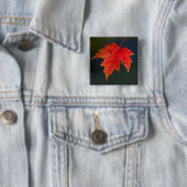 Badge Carré 5 Cm Rouges de l'acre (rubrum) en automne, (En situation)