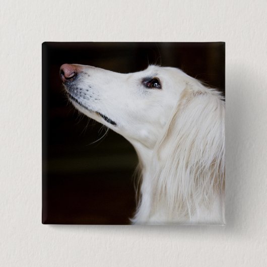 Badge Carré 5 Cm Saluki recherchant (Devant)