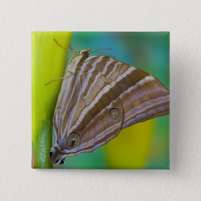 Badge Carré 5 Cm Sammamish, Washington. Papillons tropicaux 8 (Devant)
