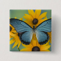 Sammamish Washington Photographie de Papillon