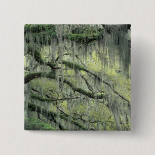 Badge Carré 5 Cm Savannah, Géorgie, arbre de chêne vivant drapé de