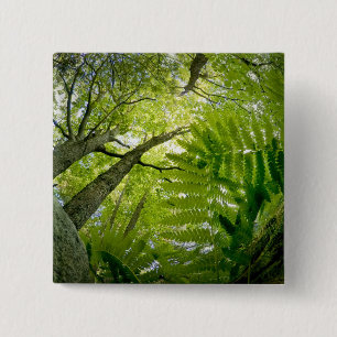 Badge Carré 5 Cm Scène forestière dans le parc national d'Acadia, M
