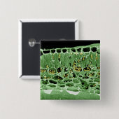 Badge Carré 5 Cm Section transversale de feuille (Devant & derrière)