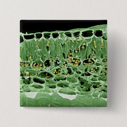 Badge Carré 5 Cm Section transversale de feuille (Devant)