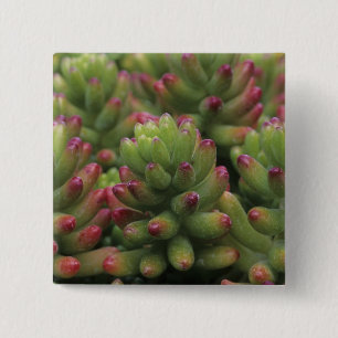 Badge Carré 5 Cm Sedum plante, Arizona-Sonora Desert Museum,