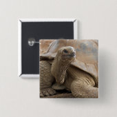 Badge Carré 5 Cm Seychelles Aldabran terre tortue (Devant & derrière)