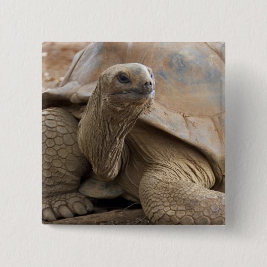 Badge Carré 5 Cm Seychelles Aldabran terre tortue (Devant)