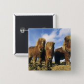 Badge Carré 5 Cm Shetland Pony, îles Shetland continentales (Devant & derrière)