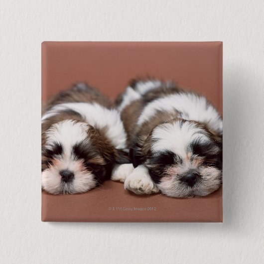 Badge Carré 5 Cm Shih Tzu (Devant)