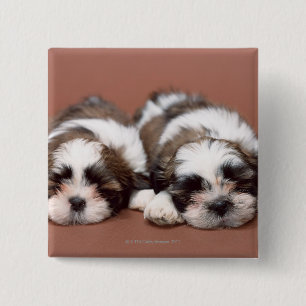 Badge Carré 5 Cm Shih Tzu