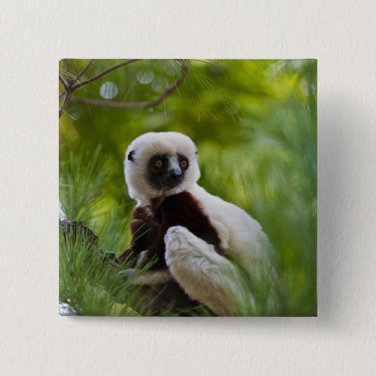 Badge Carré 5 Cm Sifaka de Coquerel dans la forêt 2 (Devant)