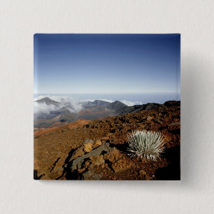 Badge Carré 5 Cm Silversword sur le bord du cratère Haleakala de pr
