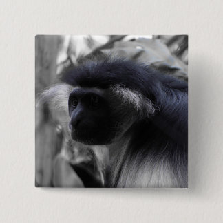 Badge Carré 5 Cm Singe de Colobus noir et blanc angolais