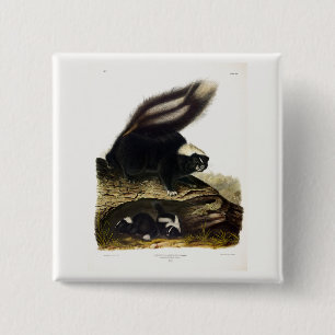 Badge Carré 5 Cm Skunk américaine commune ou Striped Skunk, par Aud