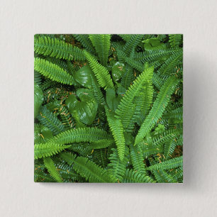 Badge Carré 5 Cm Sol de la forêt, Forêt pluviale de Quinault, Parc
