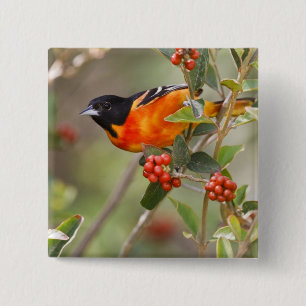 Badge Carré 5 Cm South Padre Island, Texas, USA, Baltimore Oriole