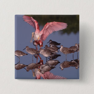 Badge Carré 5 Cm Spatule rosée avec des willet dans l'eau peu profo