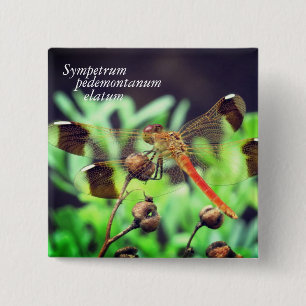 Badge Carré 5 Cm Sympetrum pedemontanum elatum