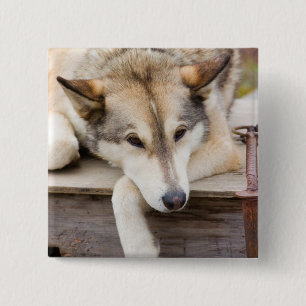 Badge Carré 5 Cm T.N., États-Unis, Alaska. Chiens de traîneau Husky