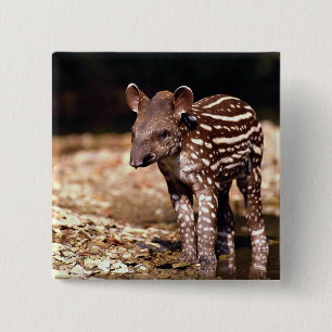 Badge Carré 5 Cm Tapir brésilien, jeune veau près de rivière